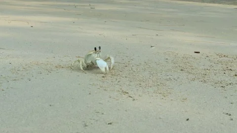 Sand crabs crawl through the sand and into their holes Video stock 280571794