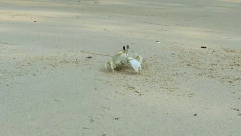 Sand crabs crawl through the sand and into their holes Stock Footage 280572024
