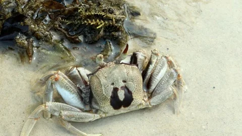 Sand crabs crawl through the sand and into their holes Stock Footage 280572041