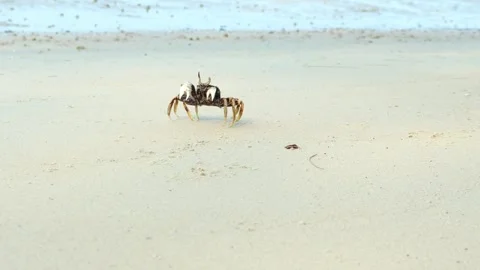 Sand crabs crawl through the sand and into their holes Stock Footage 280572052