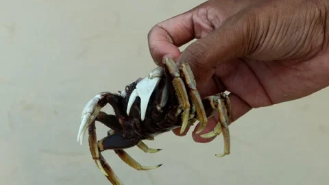 Sand crabs crawl through the sand and into their holes Stock Footage 280572138