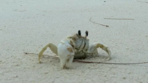 Sand crabs crawl through the sand and into their holes Video stock 280572361