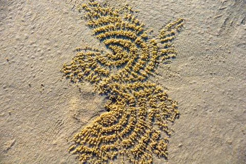 Sand crabs Stock Photos