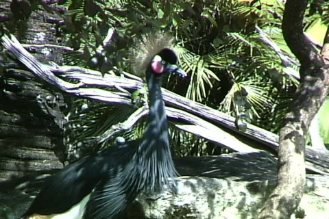 Sand Crane-cu Stock Footage 820163