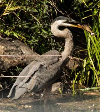 Sand Crane with Fish Photos