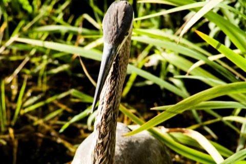 Sand Crane Photos