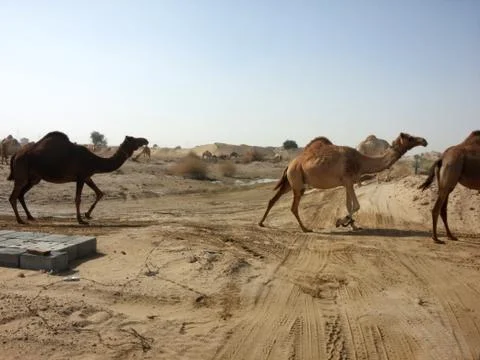 Sand desert Stock Photos