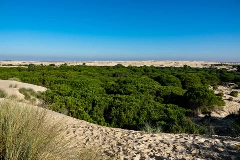 Sand desert with pine tree valley, top view Stock Photos