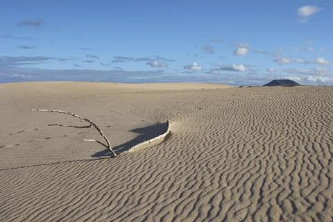 Sand desert with wave pattern single bare branch blue sky grey white clouds Stock Photos