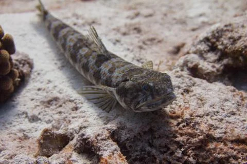 Sand Diver Lizardfish Stock Photos