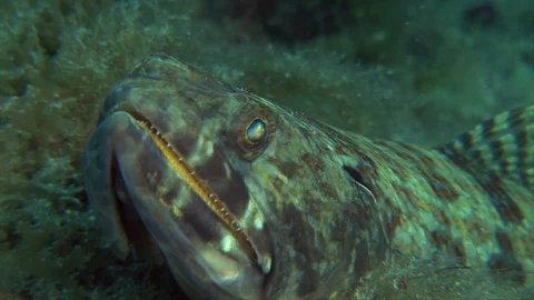 Sand Diver or Lizardfish-Synodus intermedius Stock Footage 92894448