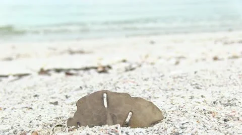 Sand Dollar On Beach Stock-Footage 18007897