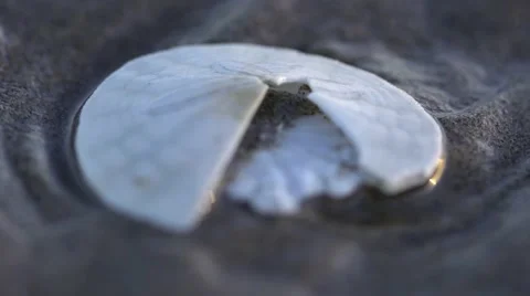 Sand Dollar On the Beach Stock Footage 52213200