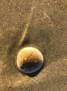 Sand dollar on beach Stock Photos