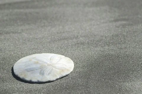 Sand dollar on the beach Stock Photos