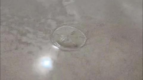 Sand Dollar Burying in the Sand Stock Footage 325083603