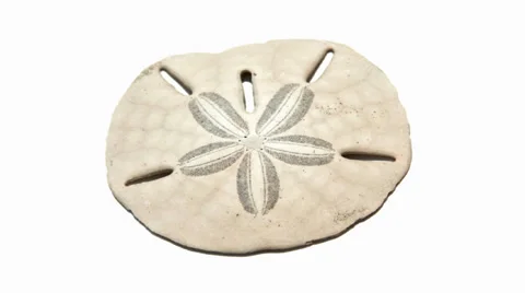 Sand Dollar Stock Footage 31821650