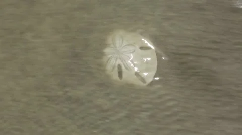 Sand dollar Stock Footage 42109491