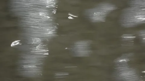 Sand dollar Stock Footage 42109583