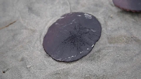 Sand Dollar Stock Footage 122193967