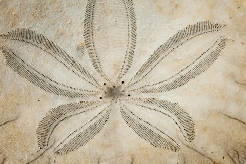 Sand dollar Stock Illustration