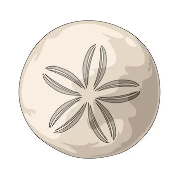 Sand dollar illustration Stock Illustration