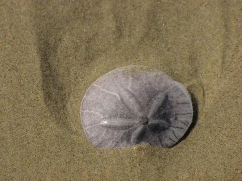 Sand dollar Stock Photos