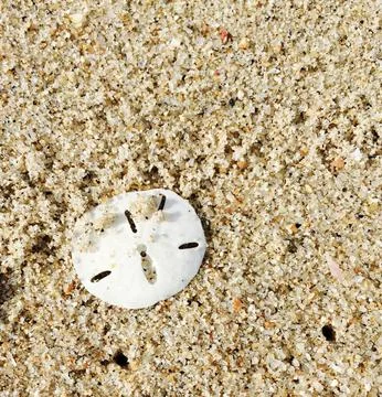 Sand dollar Fotos de archivo