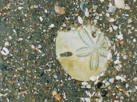 Sand Dollar Stock-Fotos