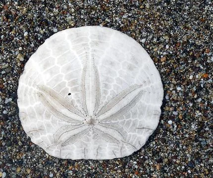 Sand Dollar Stock Photos