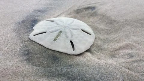 A SAND DOLLAR IN THE SAND Stock Photos