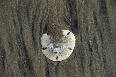 Sand dollar in the sand Foto stock