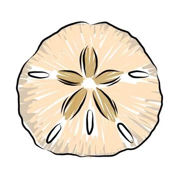 Sand dollar sea urchin shell with star pattern vector illustration Stock Illustration