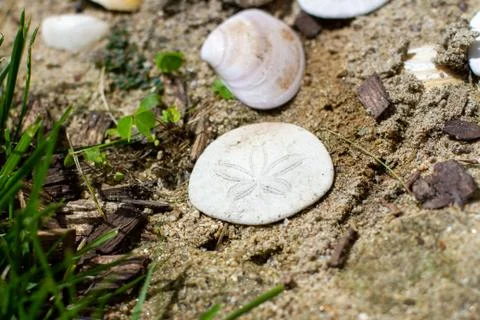 Sand Dollar Seashell in sand Next to Grass in the Bright Sun Stock Photos