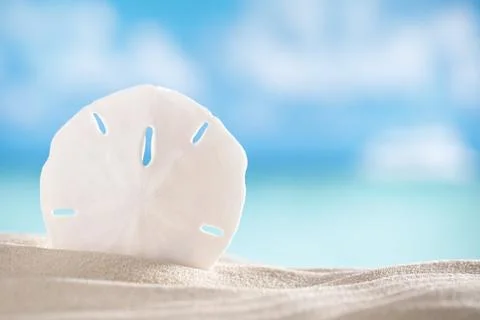 Sand dollar shell on sea and boat background Stock Photos