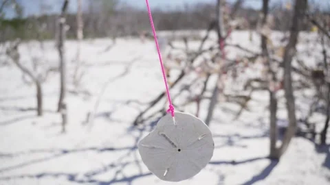 Sand dollar spinning from pink string above white sand beach Stock Footage 312326658