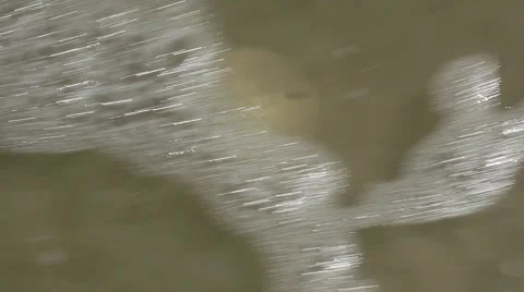 Sand dollar In water Stock Footage 42109222
