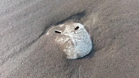 Sand dollars are round, flat echinoderms closely related to sea urchins, starfis Stock Footage 314277876