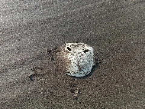 Sand dollars are round, flat echinoderms closely related to sea urchins, starfis Фото