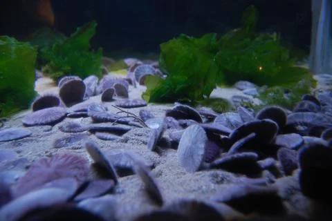 Sand Dollars Stock Photos