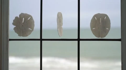 Sand dollars shells swirling and dancing with the wind Stock Footage 238057221