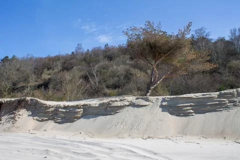 Sand dune and pine trees on the shore of the Baltic Sea Foto stock