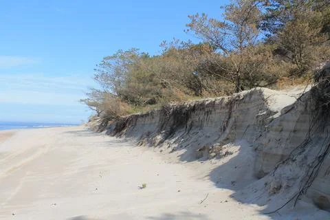 Sand dune and pine trees on the shore of the Baltic sea Foto stock