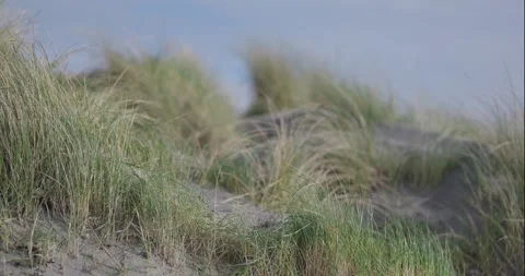 Sand Dune Beach Grass - Pan Right To Sea Stock Footage 264118624
