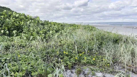 Sand dune Stock Footage 165083413