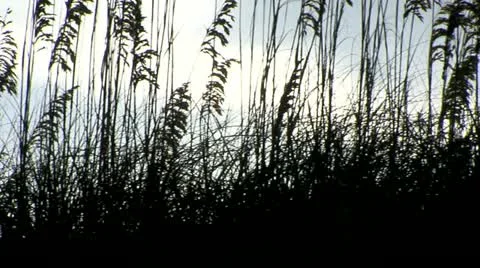 Sand dune grass 스톡 동영상 12292760