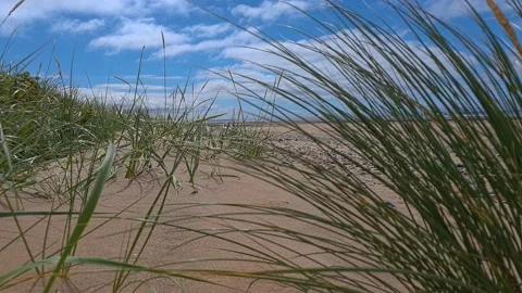 Sand dune grass swaying in the breeze Stock Footage 202068207