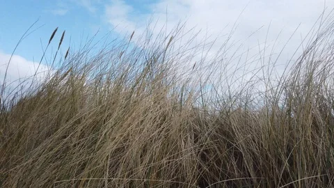 Sand dune grass on a windy summer day. Natur Stock Footage Stock-Footage 113152605