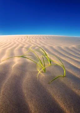 Sand dune growth Stock Photos