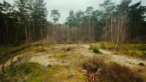 Sand dune with moss and birch pine trees winter scenery landscape pov Stock Footage 269136672